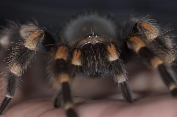 Canterbury Museum�s rare Mexican red knee tarantula, named �Rod nee� by Kindercare Clyde Rd Early Learning Centre.